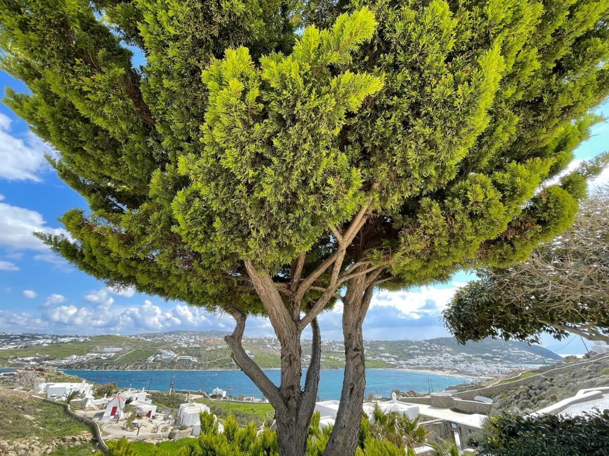Yalos Mykonos Ornos Pouli Private Apartments W Shared Swimming Pool Mykonos Town 외부 사진